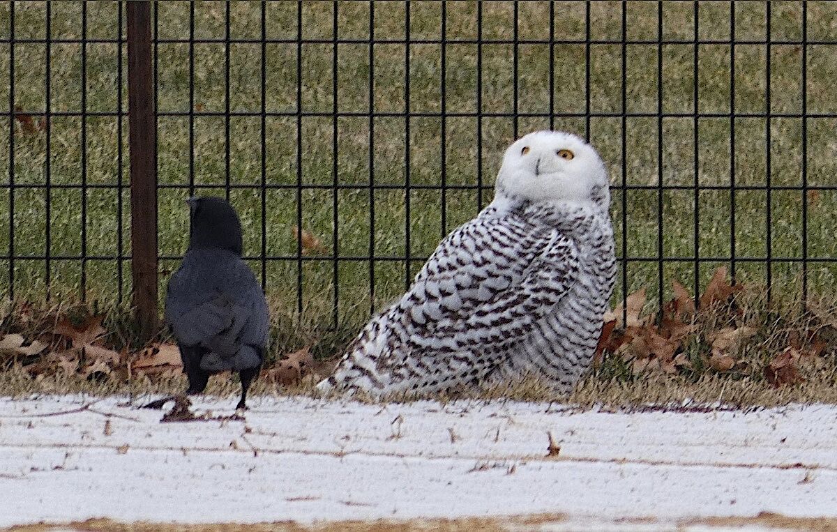 A Snowy Owl Appeared in Central Park