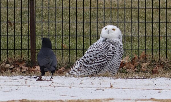 A Snowy Owl Appeared in Central Park