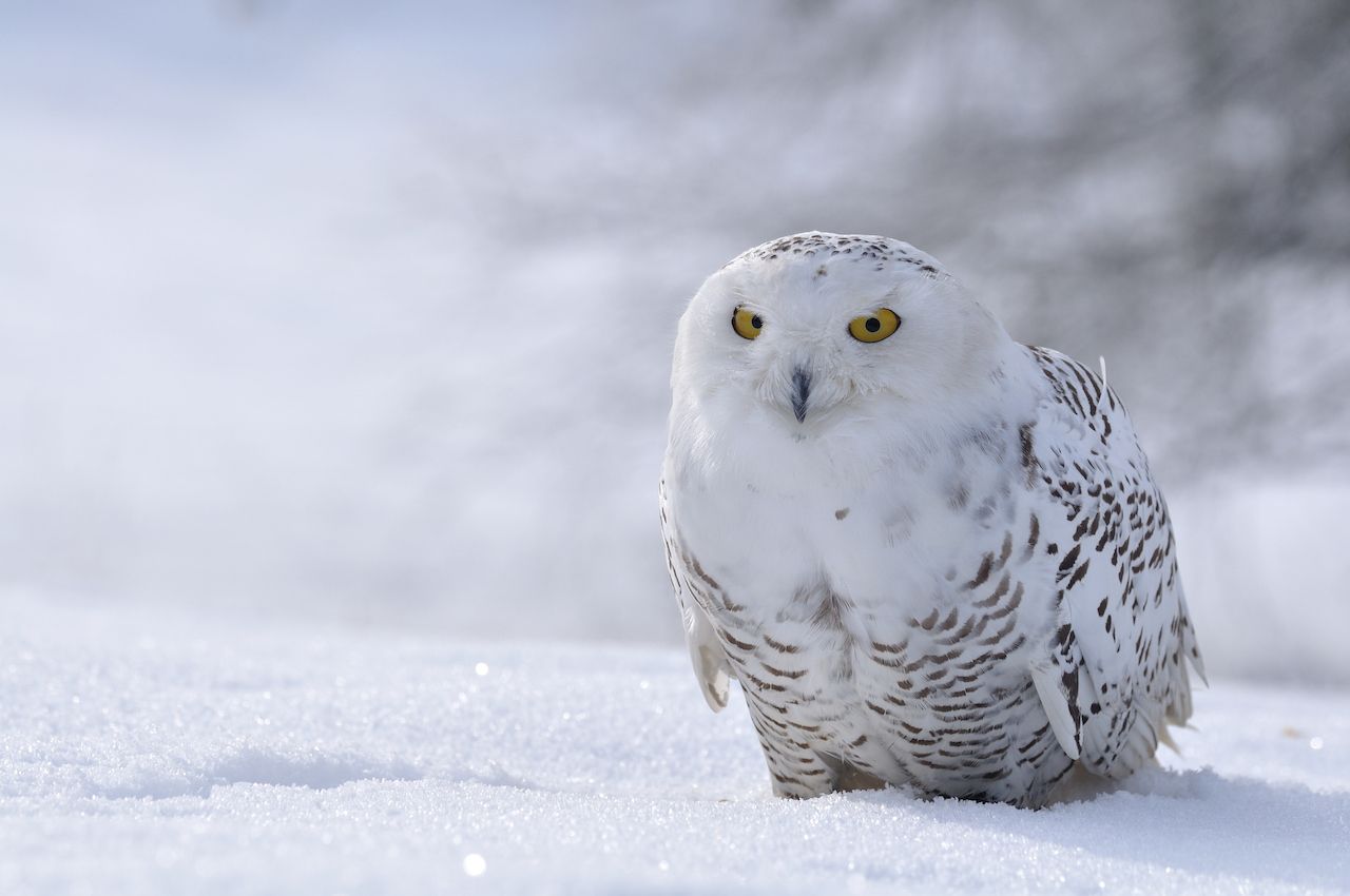snowy owl sitting on the snow