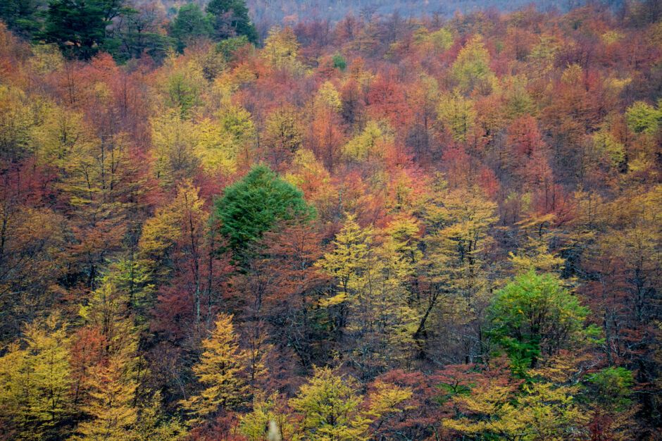 Fall Colors in the City - Darling Down South