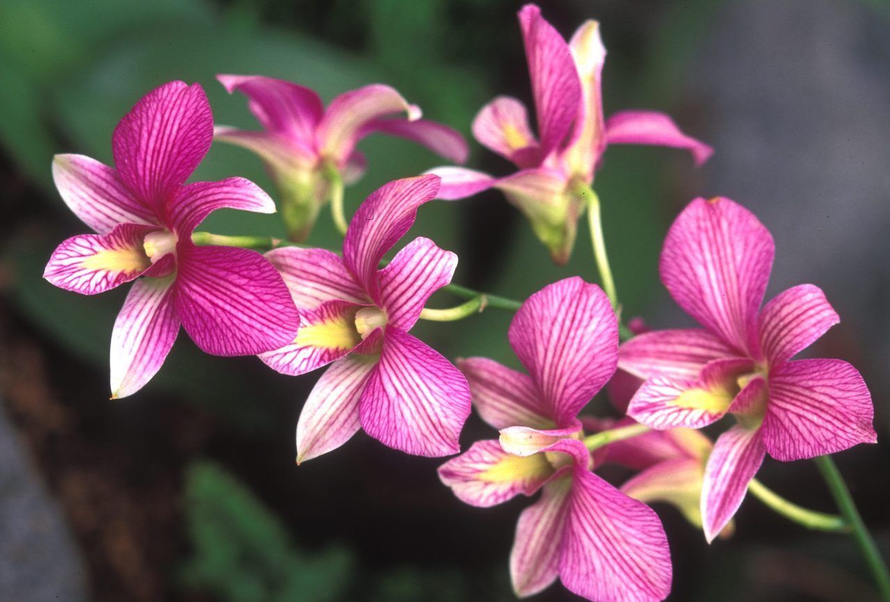 New York Botanic Gardens orchids