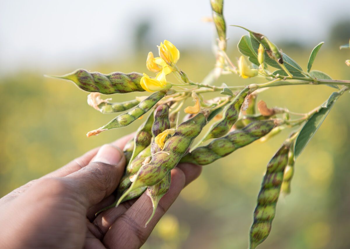 Pigeon Pea Leaves Edible at David Wetzel blog