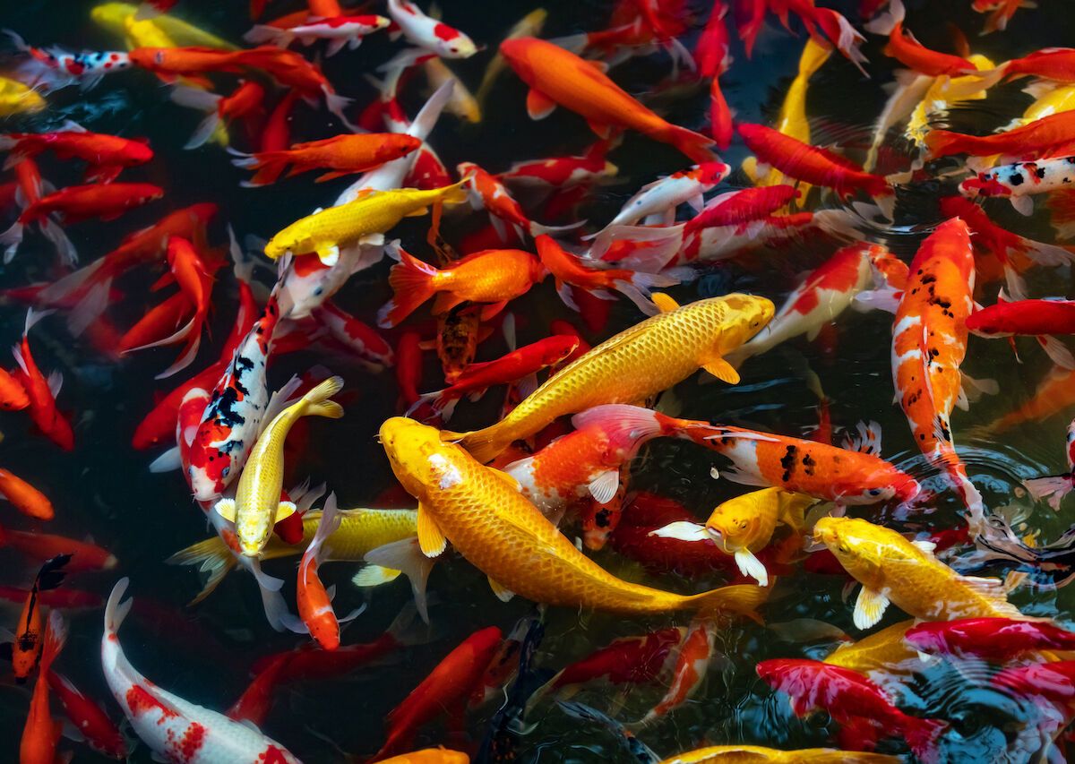 How do they Harvest Big Koi Fish in Japan? 