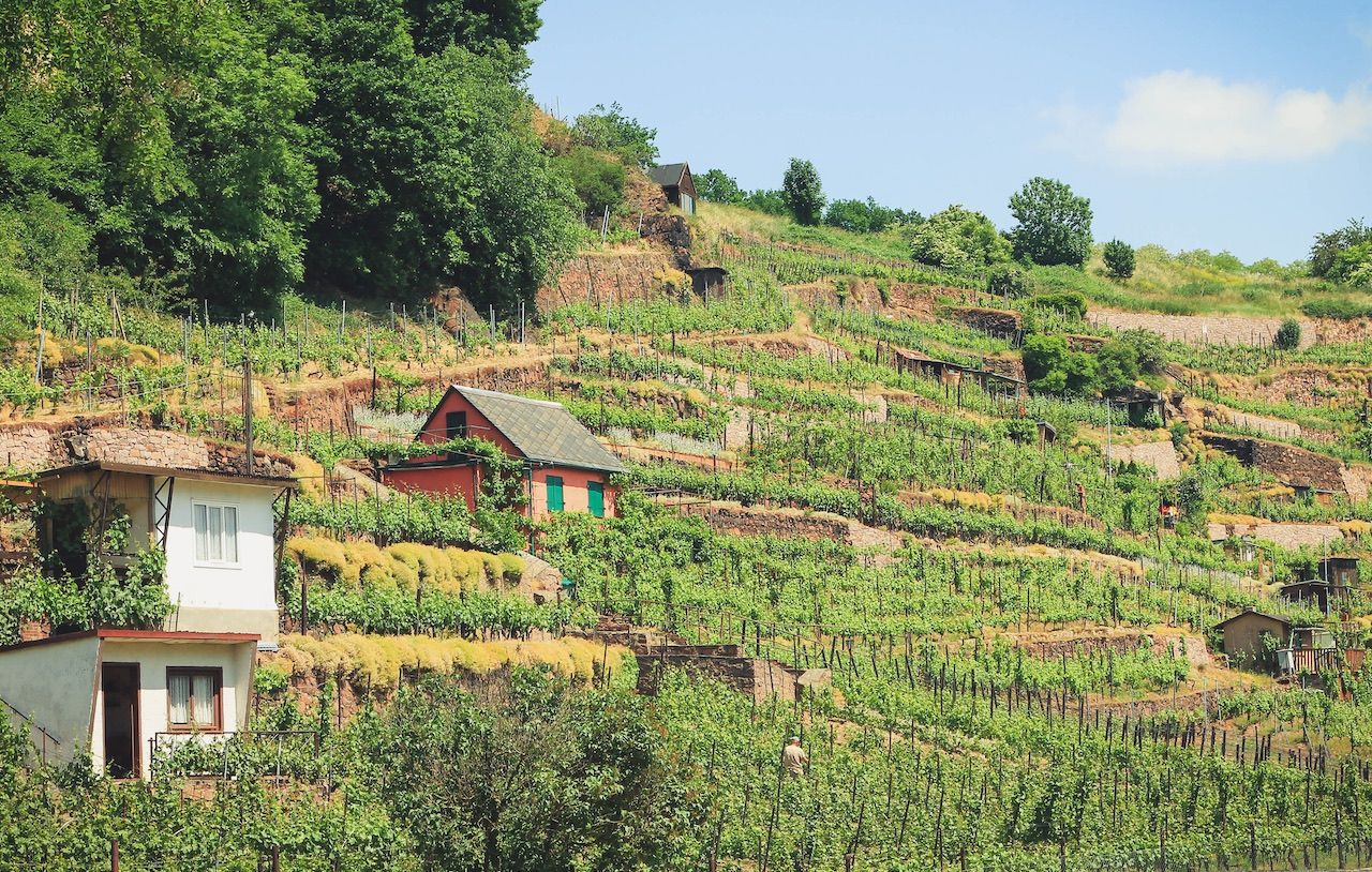 5 top wine routes in Germany