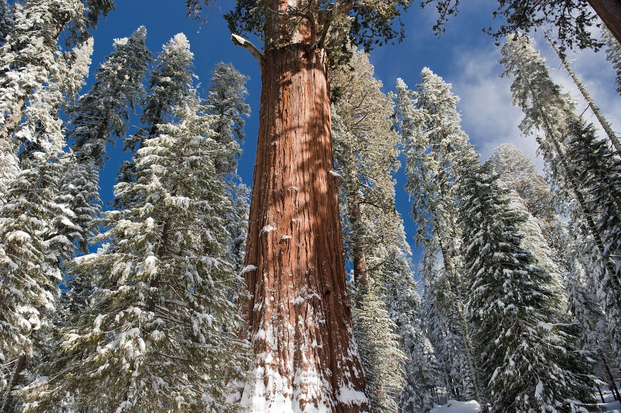Sequoia yosemite in winter