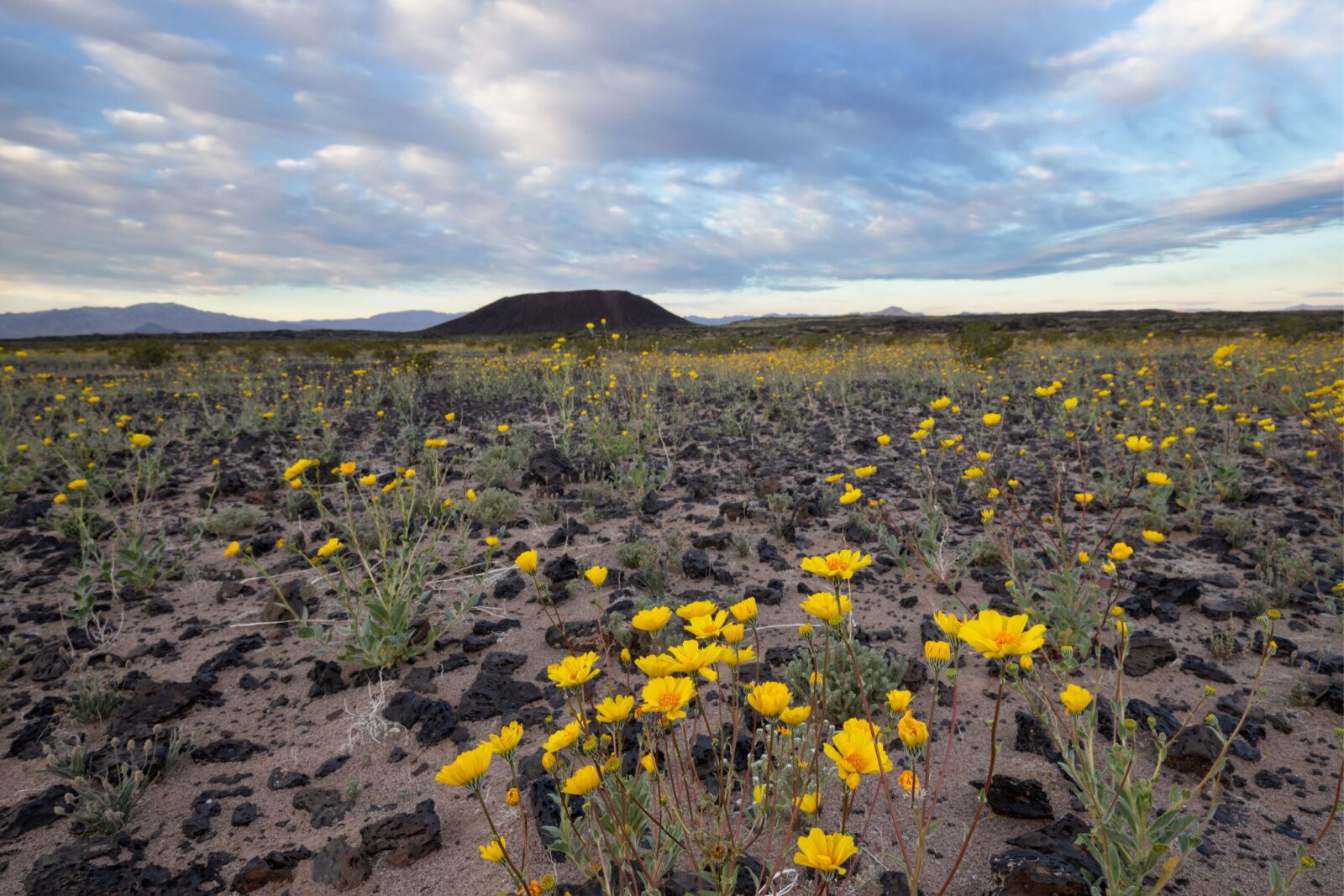 Wildflowers in California's Mojave Trails National Monument 