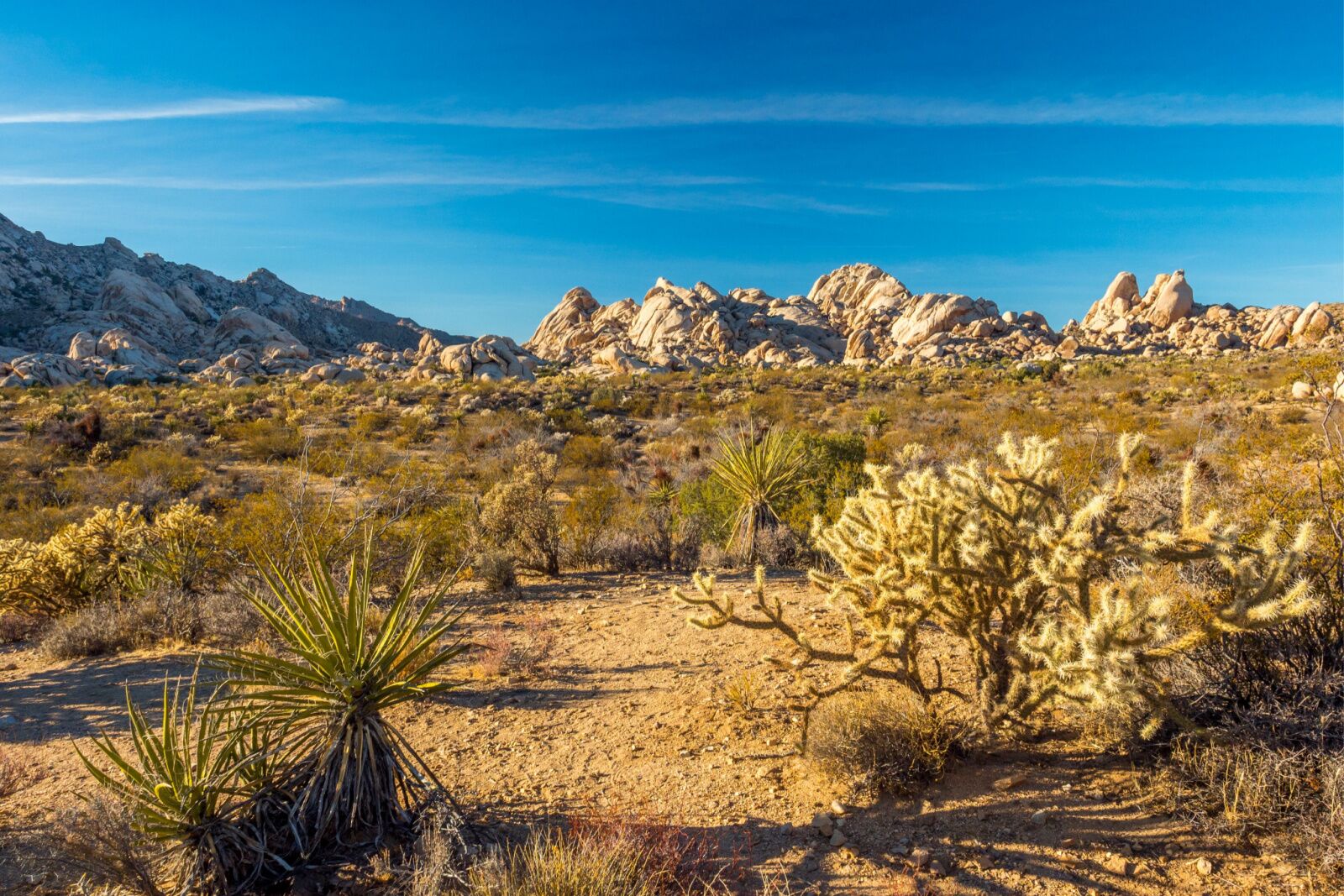Landscape of the mojave desert preserve, near castle mountains, one of the new california national monuments