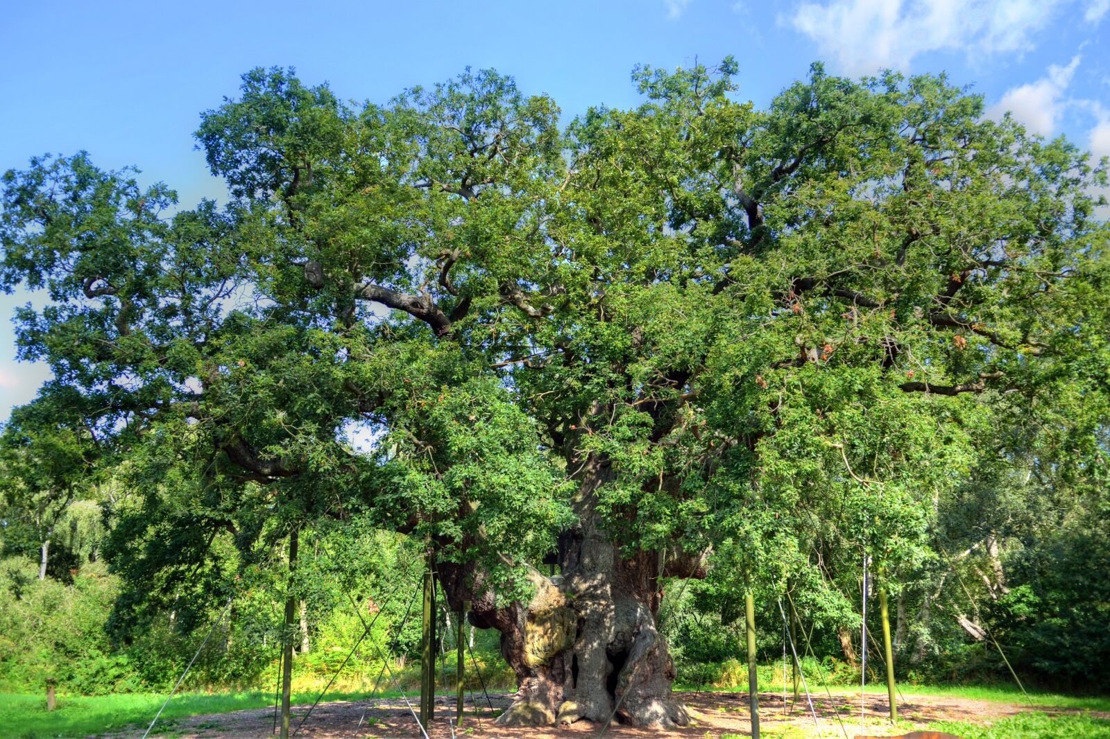 Major Oak, Sherwood Forest, Nottinghamshire