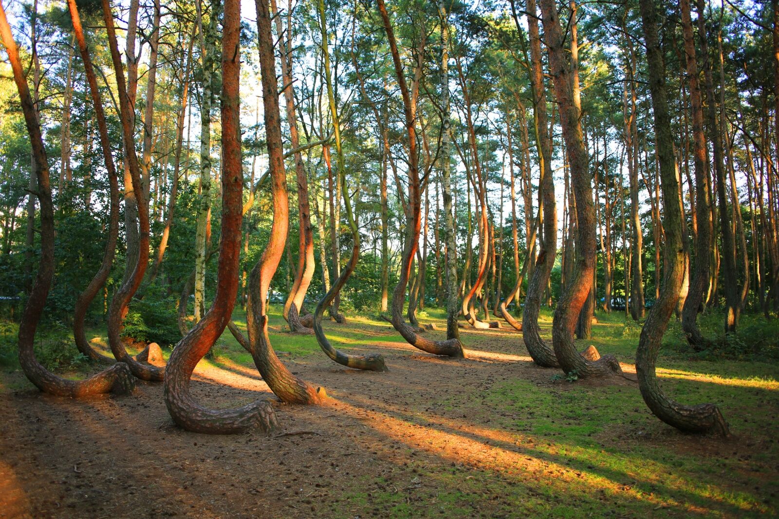 The bended forest Gryfino in Pomerania, Poland