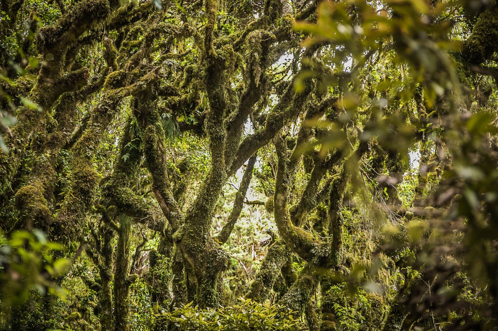goblin forest in taranaki, new zealand