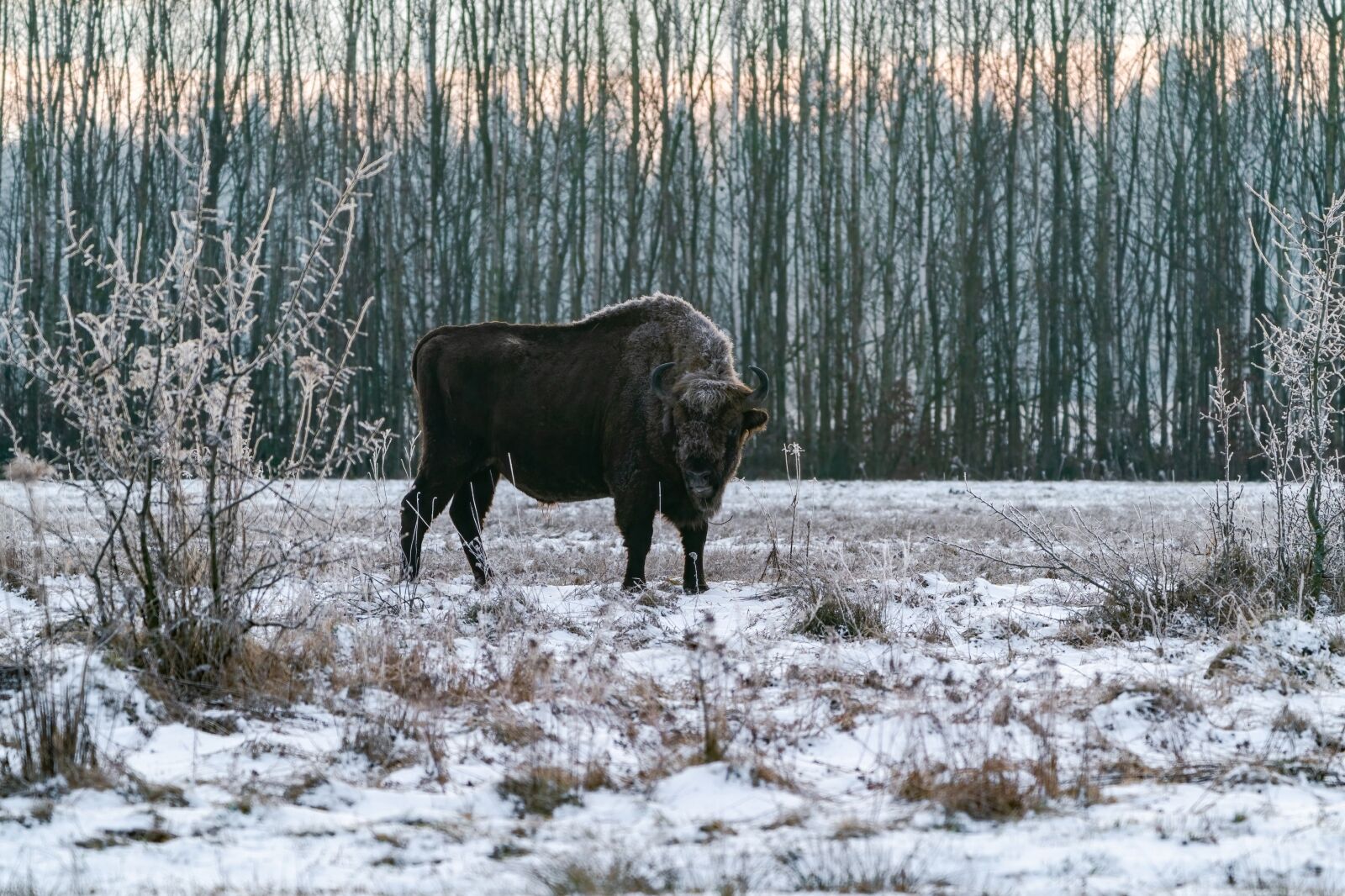 European bison (Bison bonasus) in winter Bialowieza forest at dawn, Poland