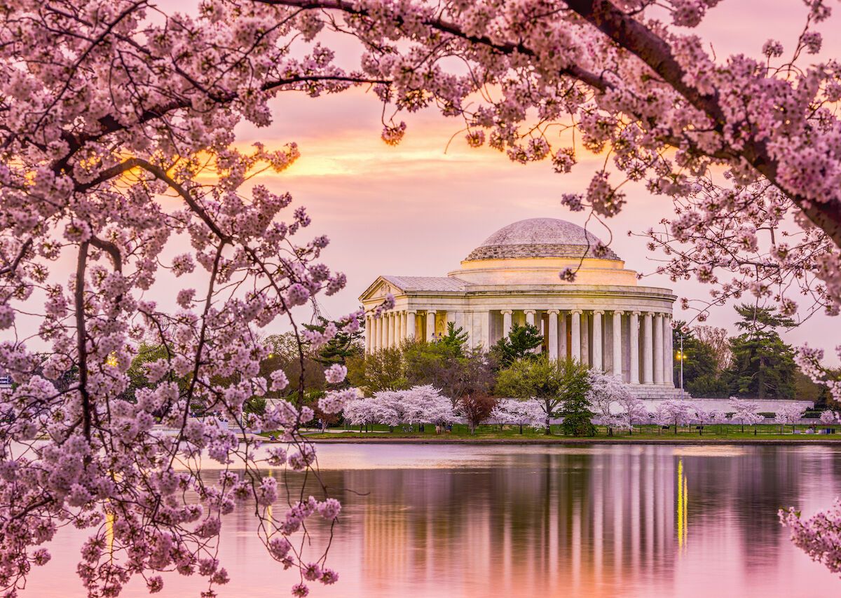 Here comes the bloom! Nats, Wizards honor DC's cherry blossoms