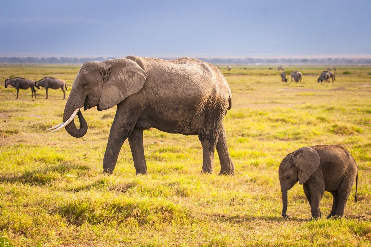 5 Reasons to Be Hopeful for Performing Animals in 2017
