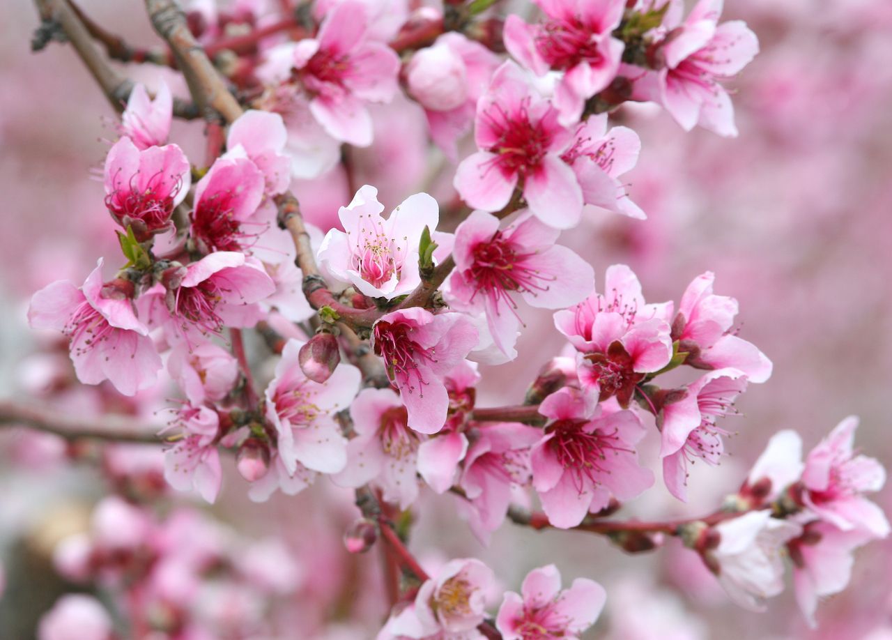 apple blossom close up photo