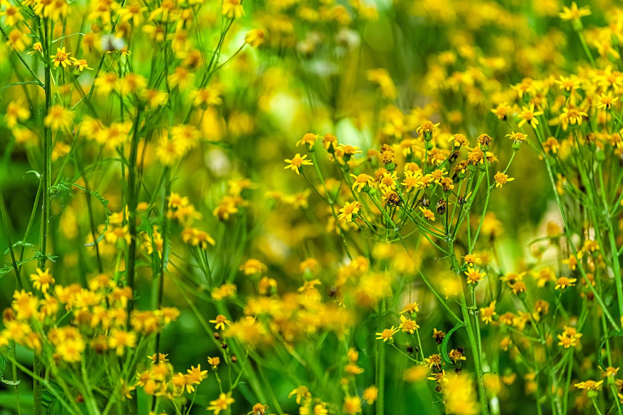 Shenandoah National Park photo of golden ragwort 