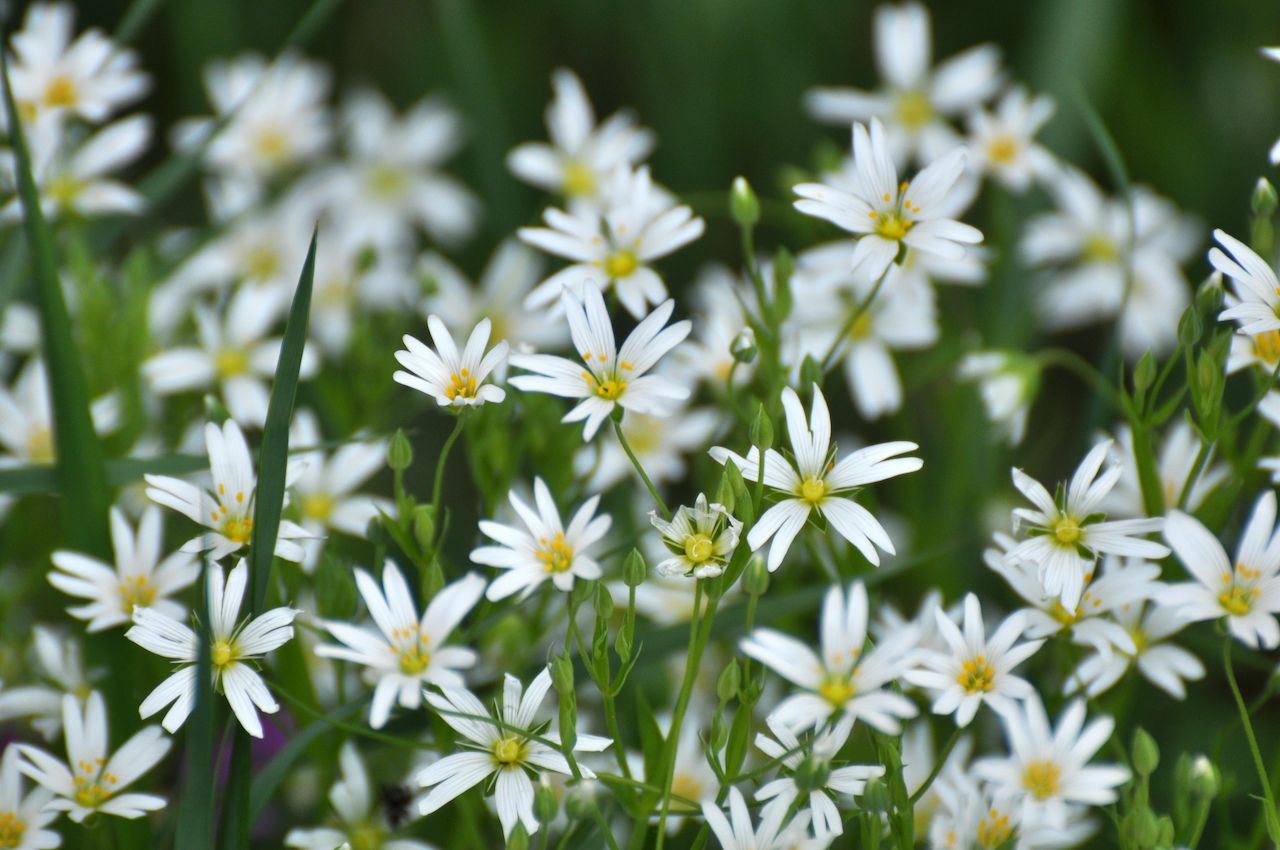 Shenandoah National Park photo of white tiny flowers 