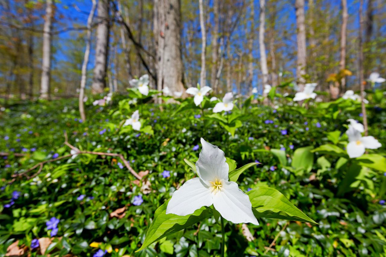 Shenandoah National Park photo of white flower 