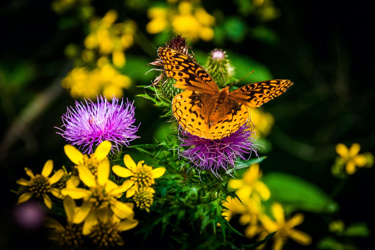 Shenandoah National Park photos - butterfly on flowers 