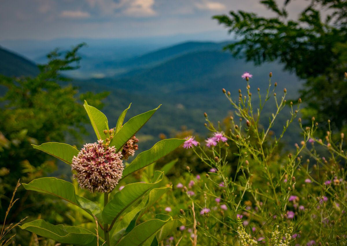 The Best Spring Flowers To See in Shenandoah National Park