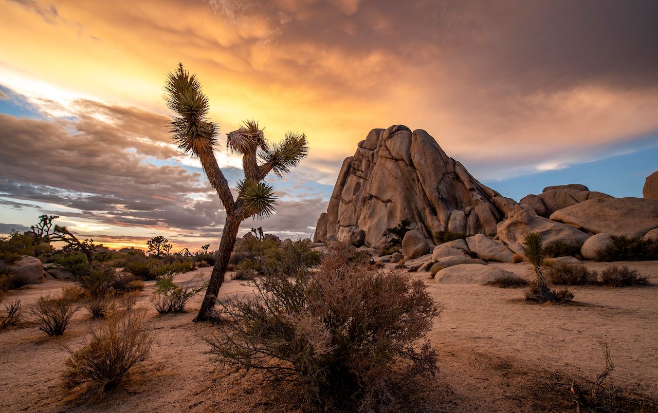 Joshua Tree, most-visited national parks in 2020
