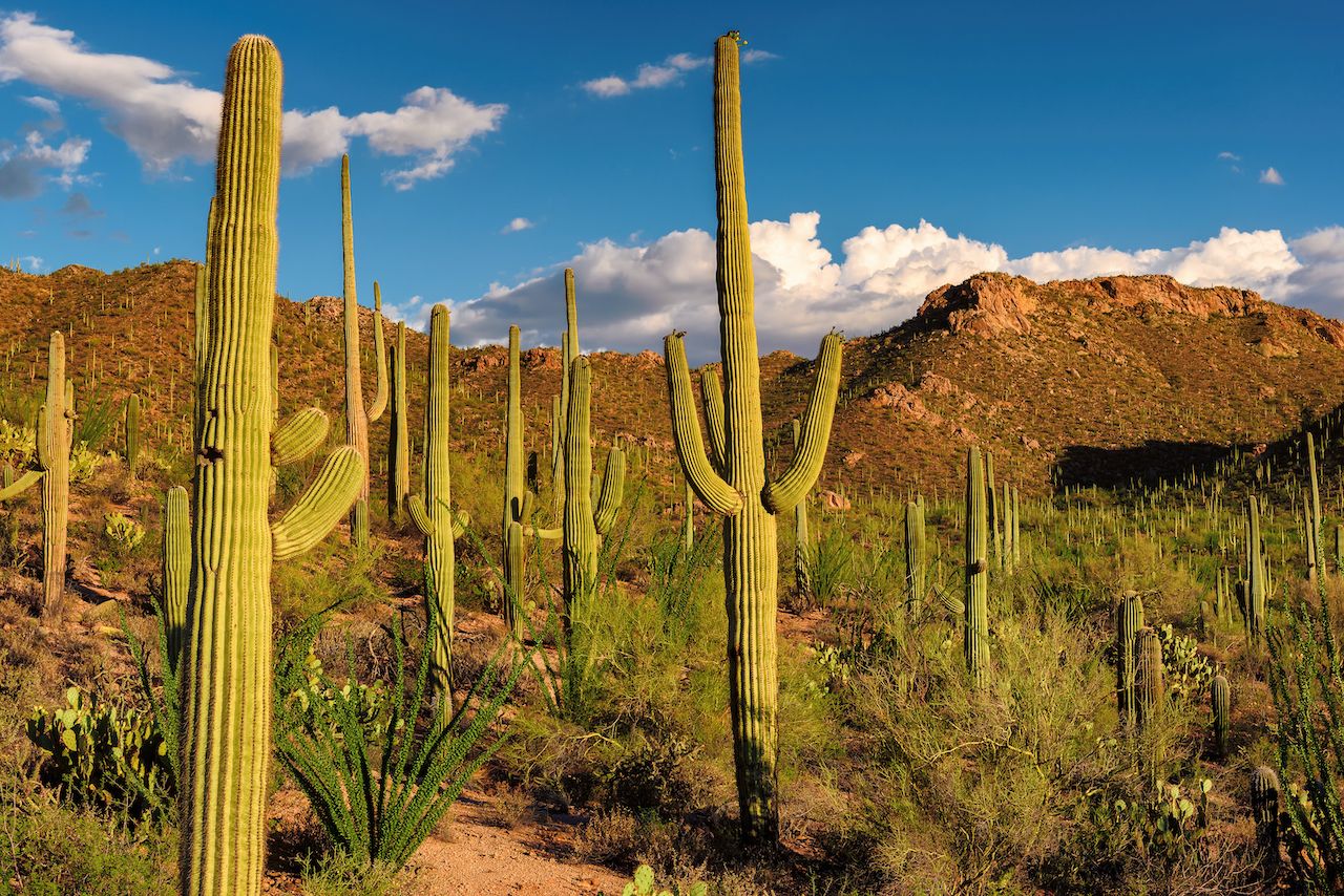 amtrak trips - scenic routes arizona cacti