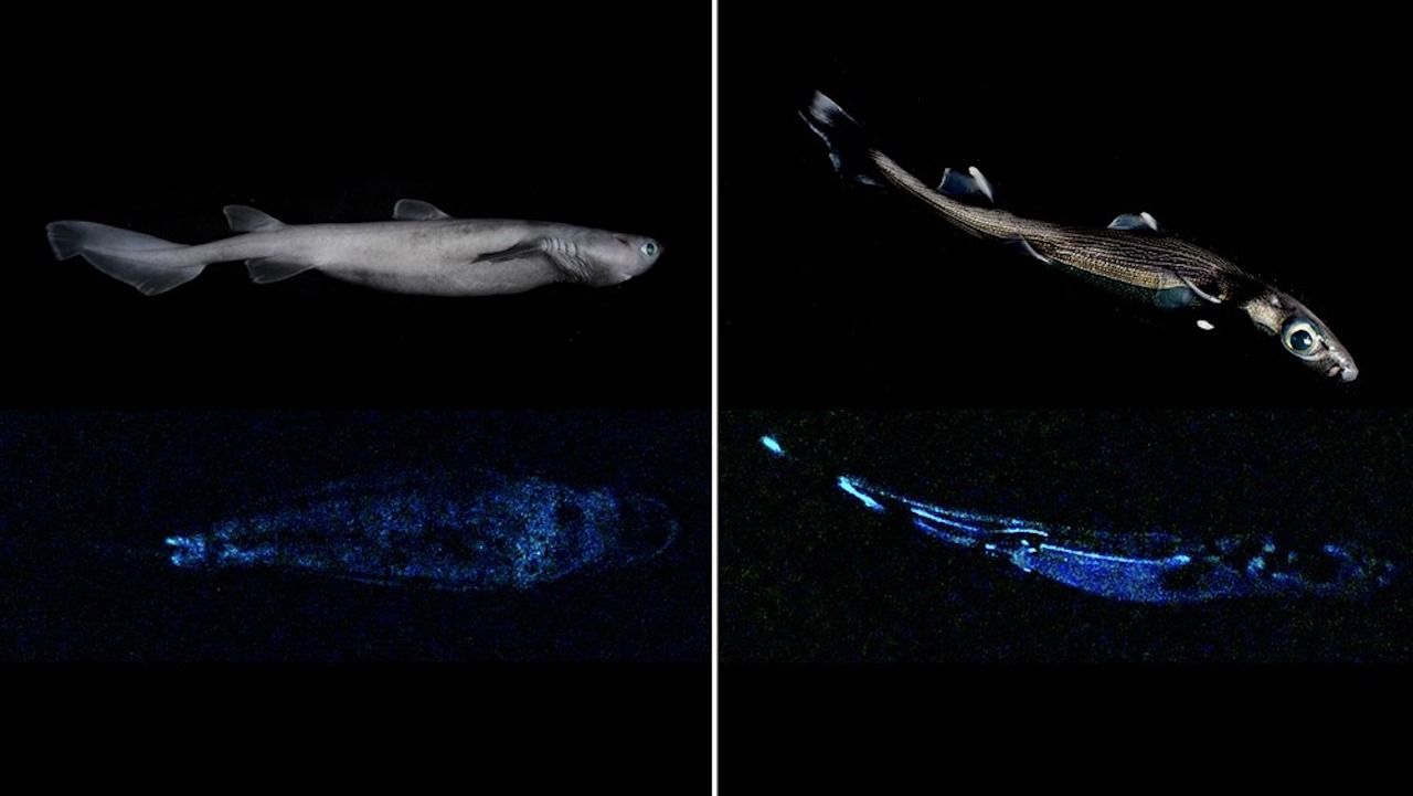 Bioluminescent sharks