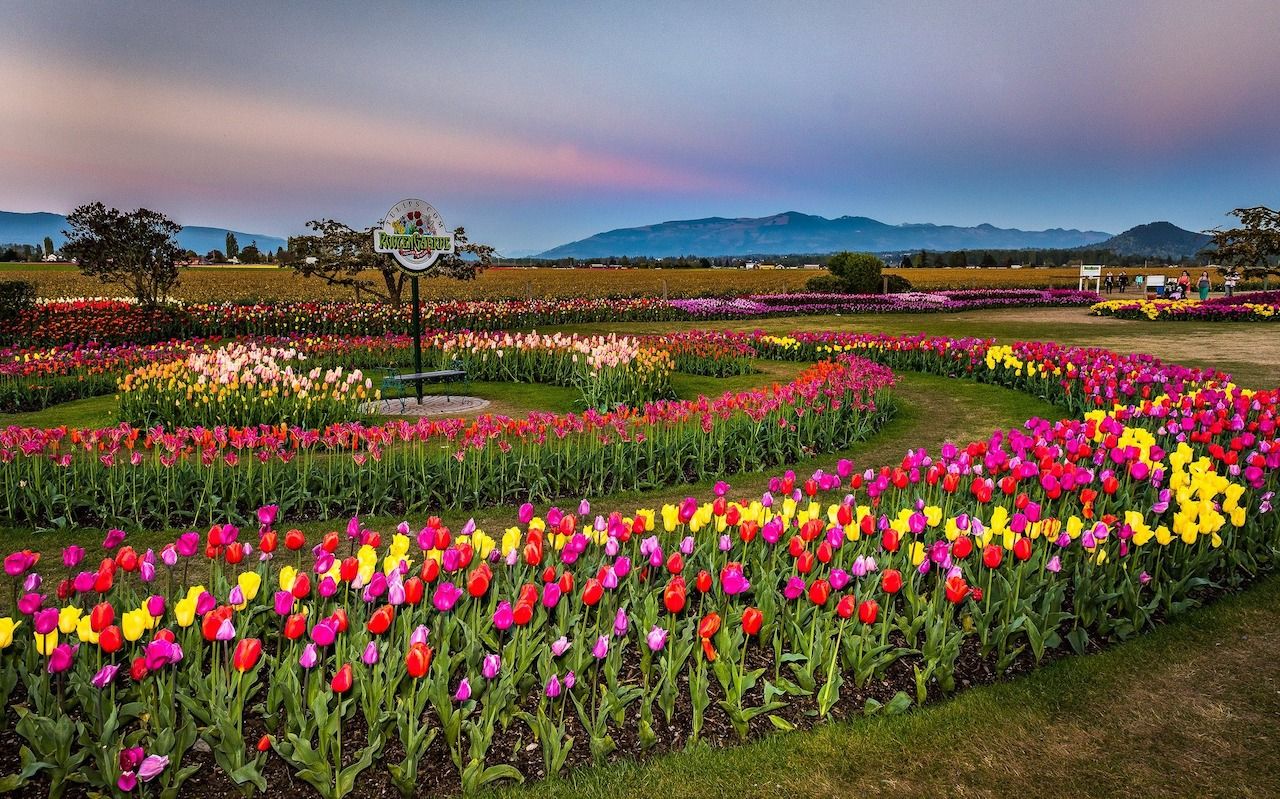 Skagit Valley Tulip Festival, King's Day in Dutch culture