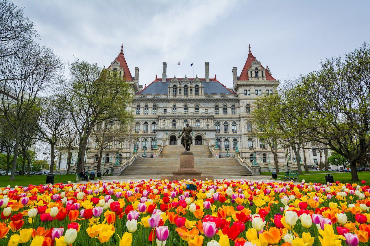 Tulips and The New York State Capitol