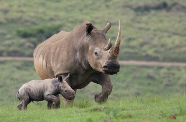 World Bank Announces New Wildlife Bond to Save Endangered Rhino