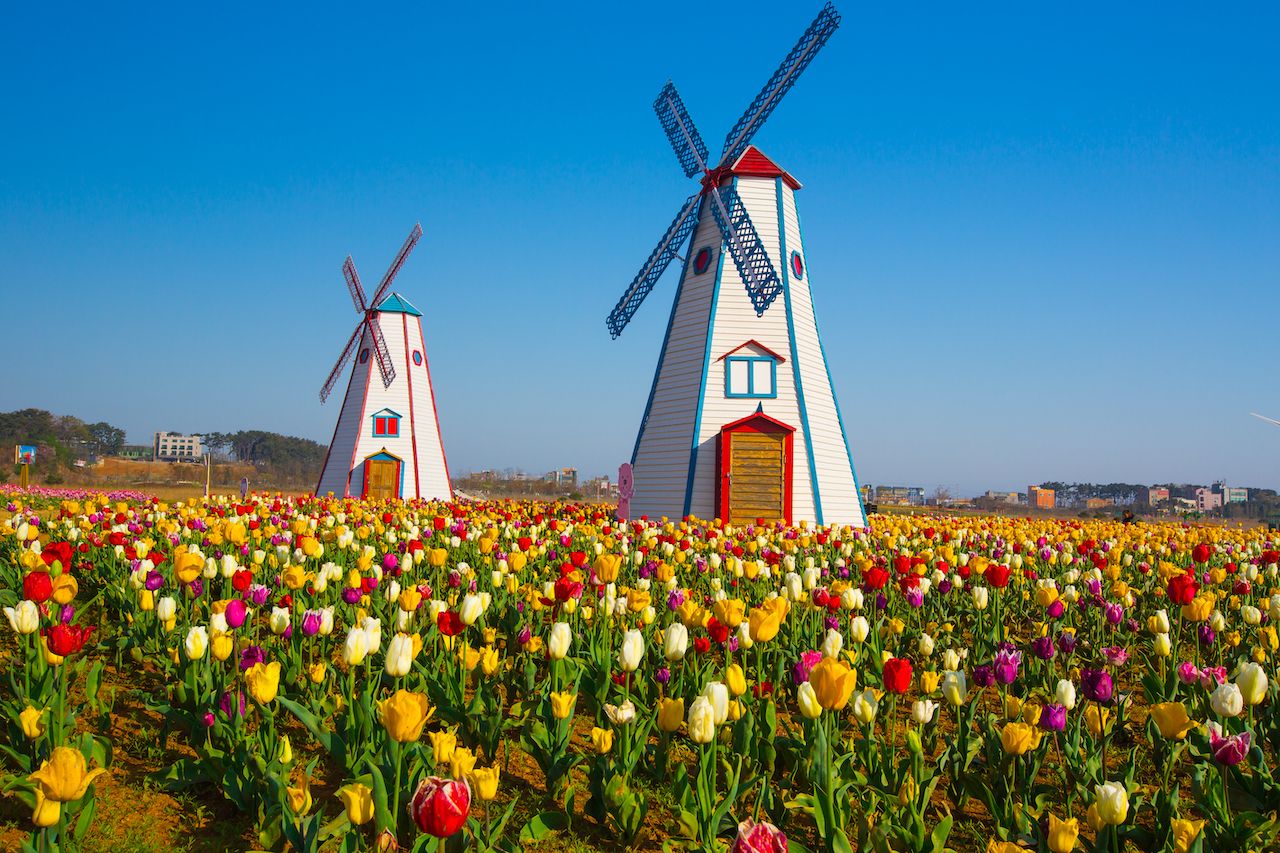 windmill and tulips, King's Day in Dutch culture