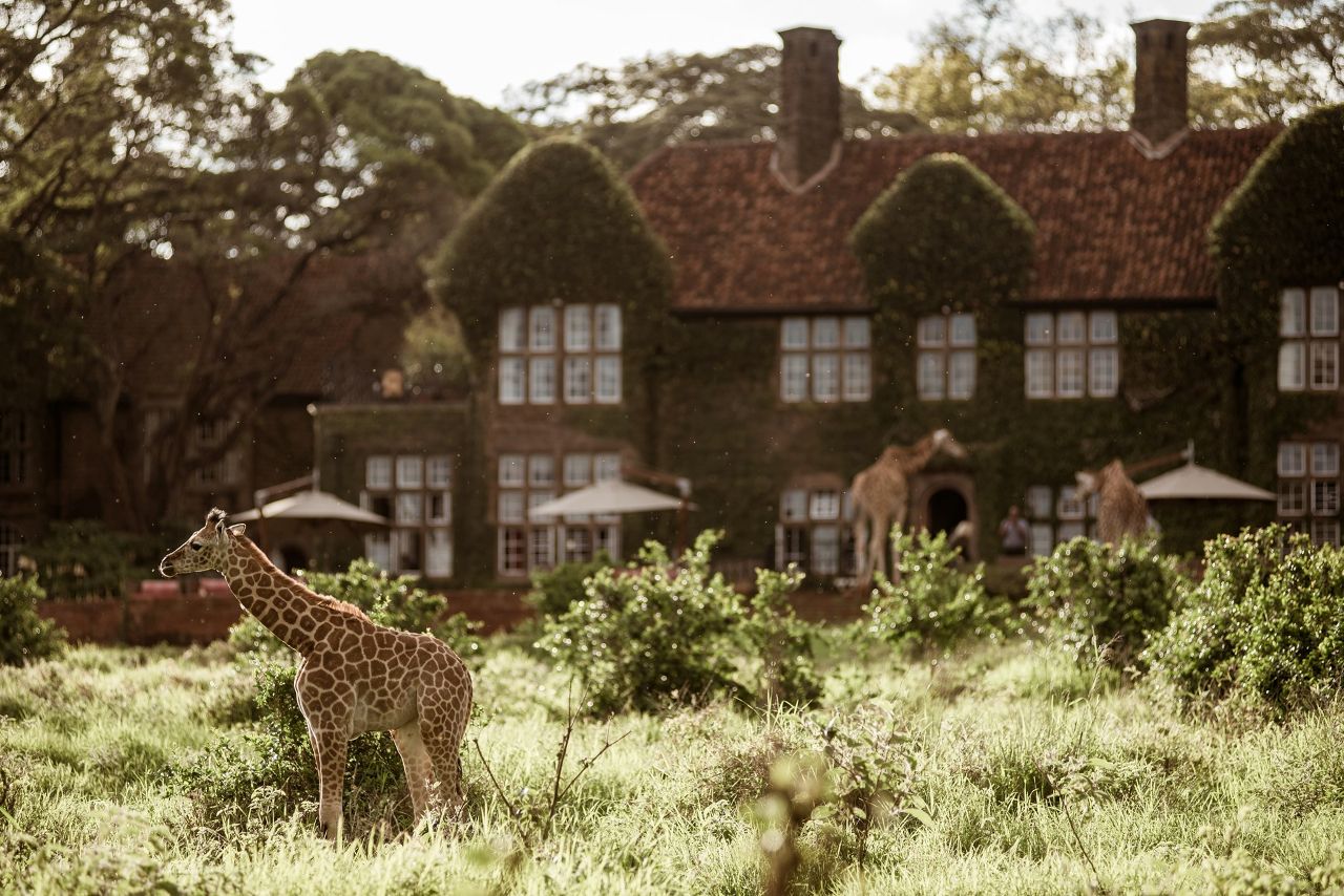 giraffe in the field, giraffe manor