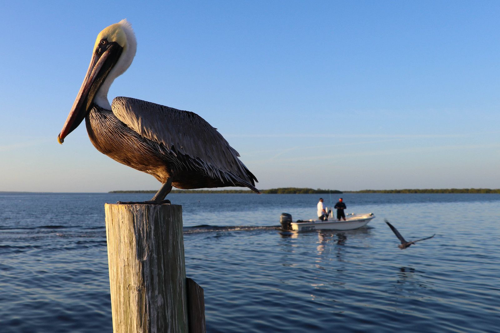 6 places to see incredible wildlife on The Beaches of Fort Myers & Sanibel