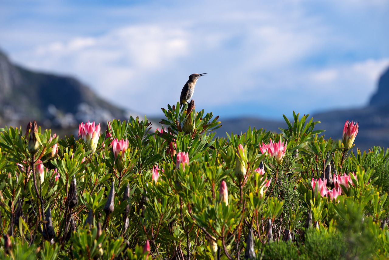 Cape Sugarbird in Protea bush, scenic views in Capetown
