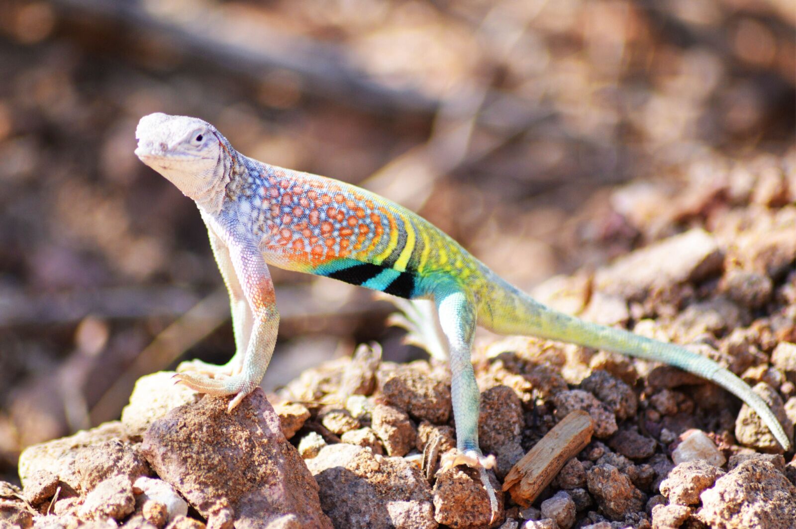 rainbow lizard on a rock in big bend national park
