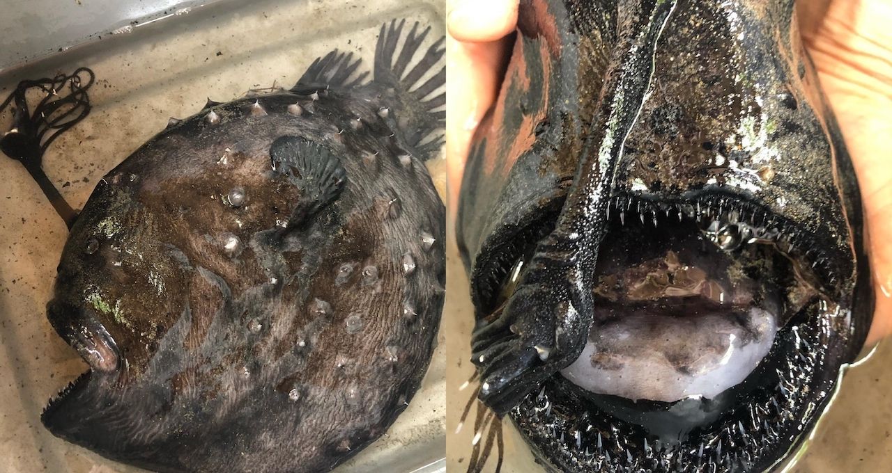 Pacific Football Fish found on beach in California