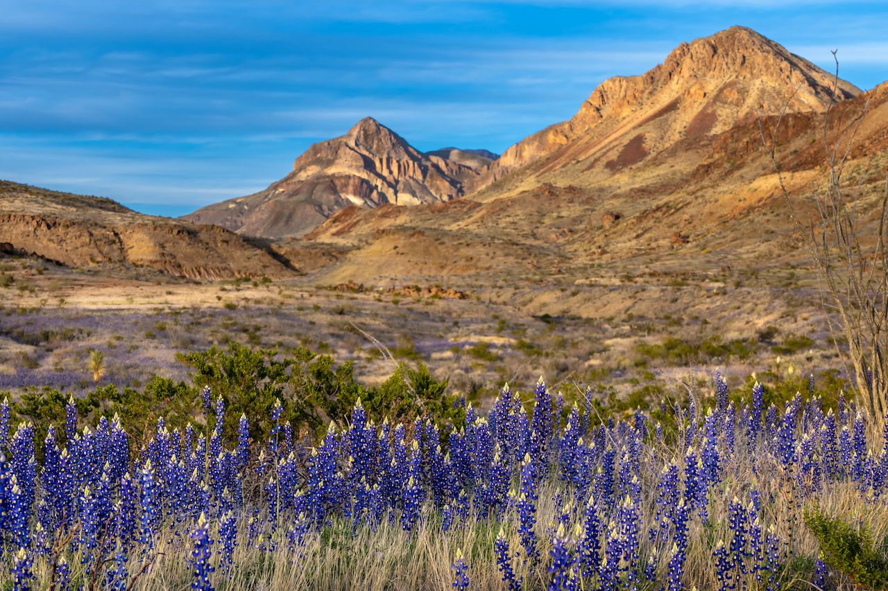 Blue,Bonnets,Along,The,Roadside,With,Mountains,In,The,Background