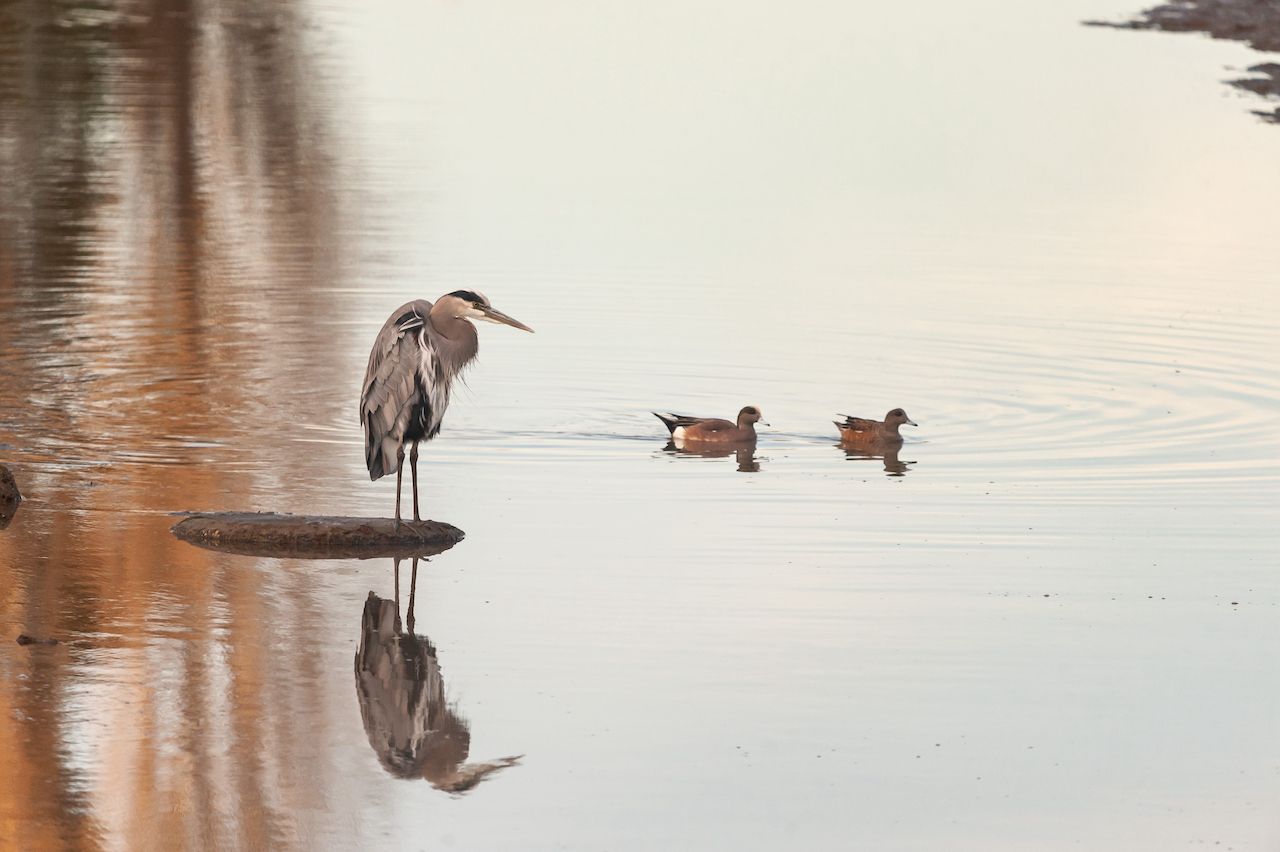 A Great Blue Heron and a pair of American Widgeons in Richmond, California.,  Islands in San Francisco Bay