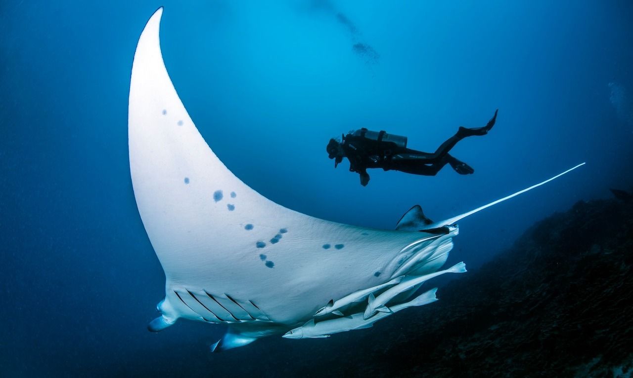  Bora Bora manta ray ball Go scuba diving with big and majestic marine wildlife, French Polynesia travel