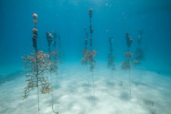 TikTok Video Shows Weird Underwater Structures