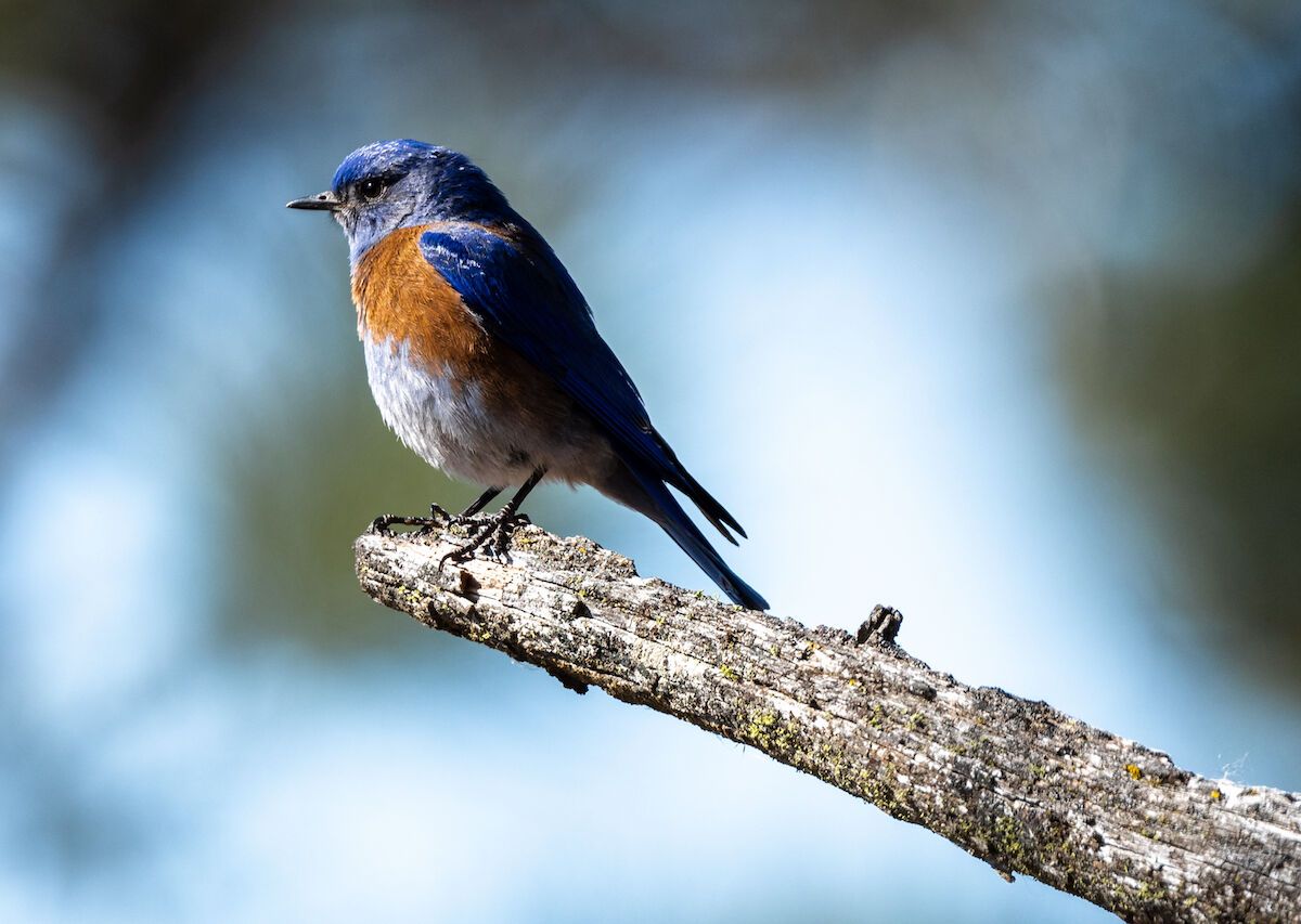 Why Birding Is Cooler Than You Think