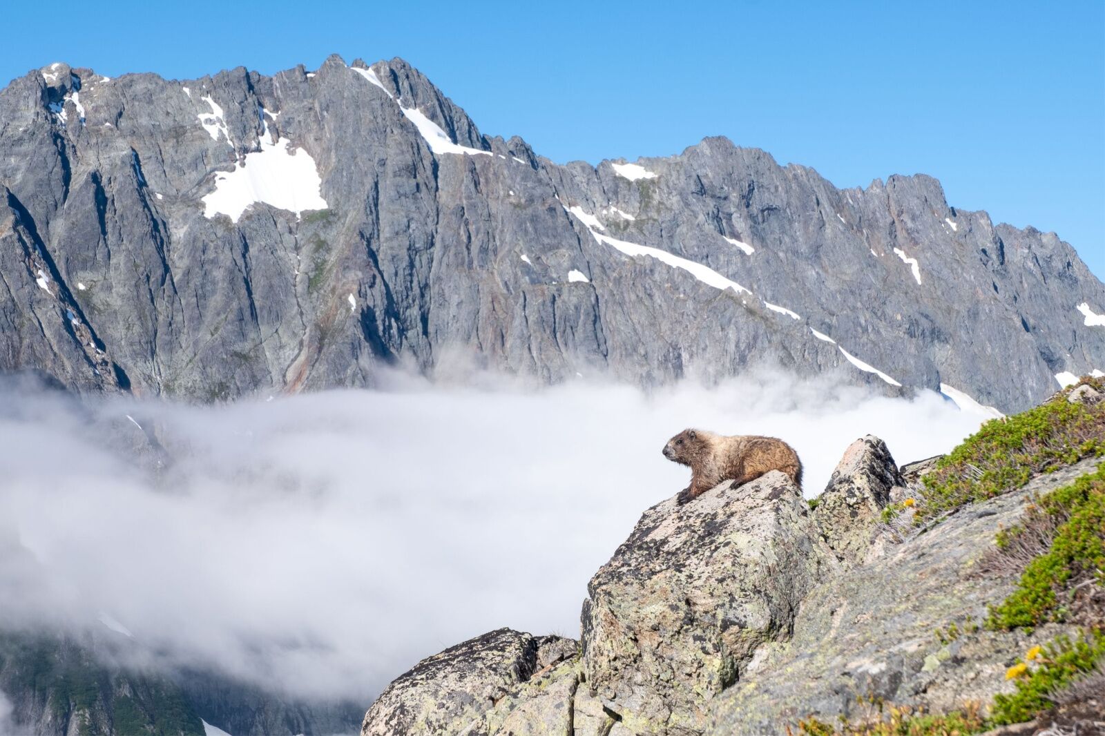 Marmot on sahale glacier trail in north cascades
