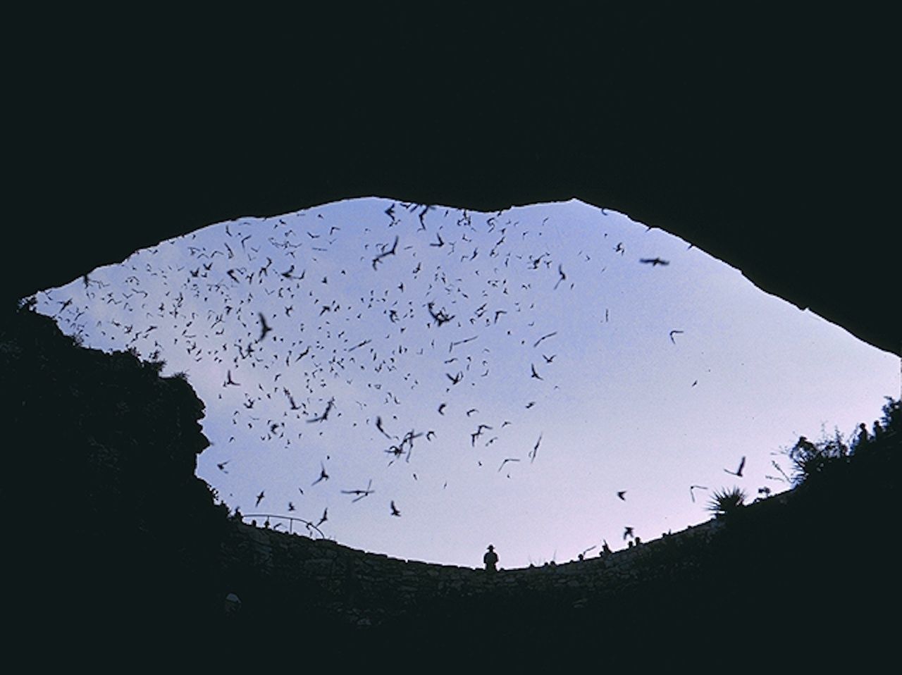 Bat-flight-Carlsbad-Caverns-looking-out
