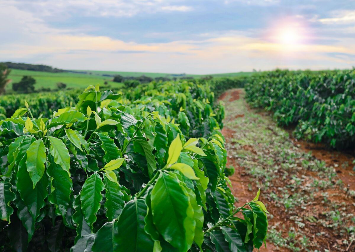 Hawaii Farm Tour Road Trip The Best Coffee, Fruit, Chocolate, and Nuts