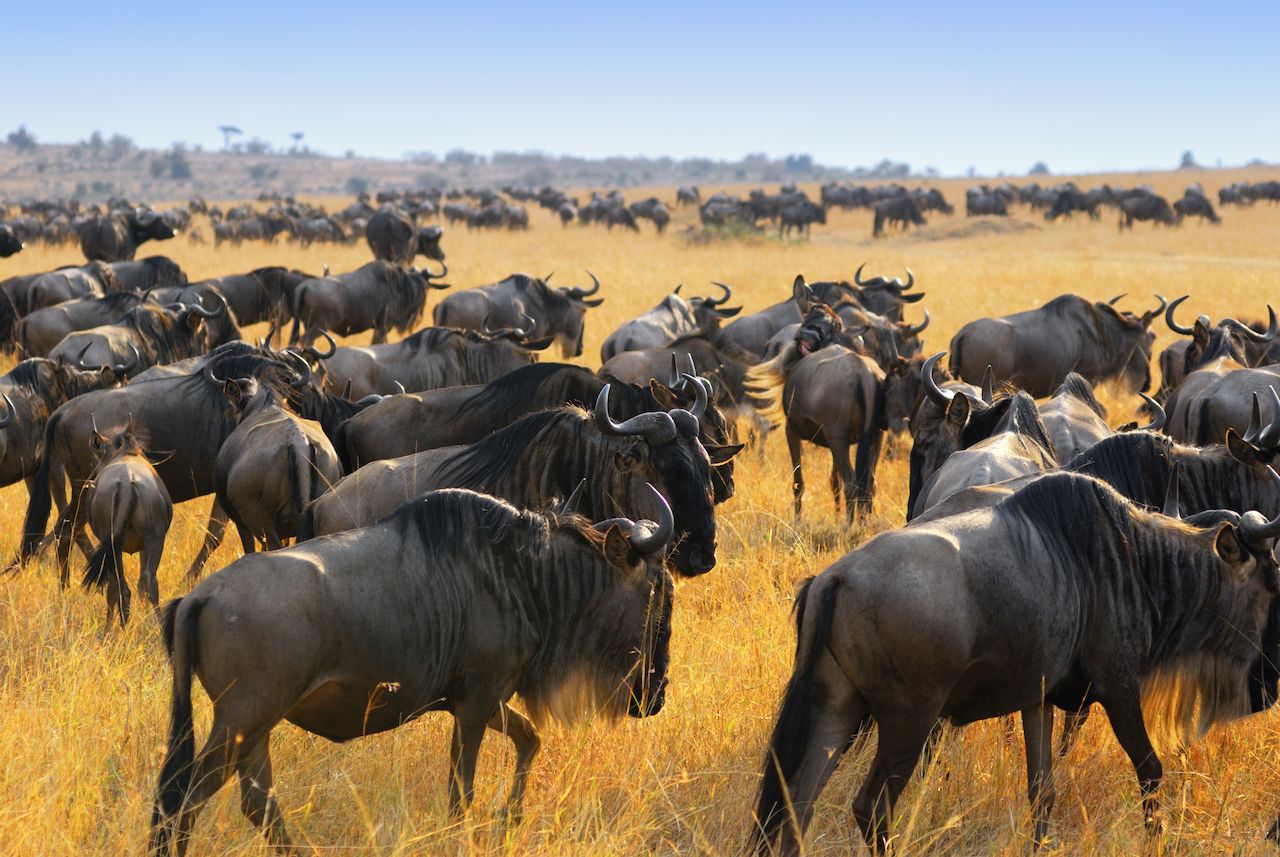 Great,Migration,Of,Antelopes,Wildebeest,,Masai,Mara,,Kenya