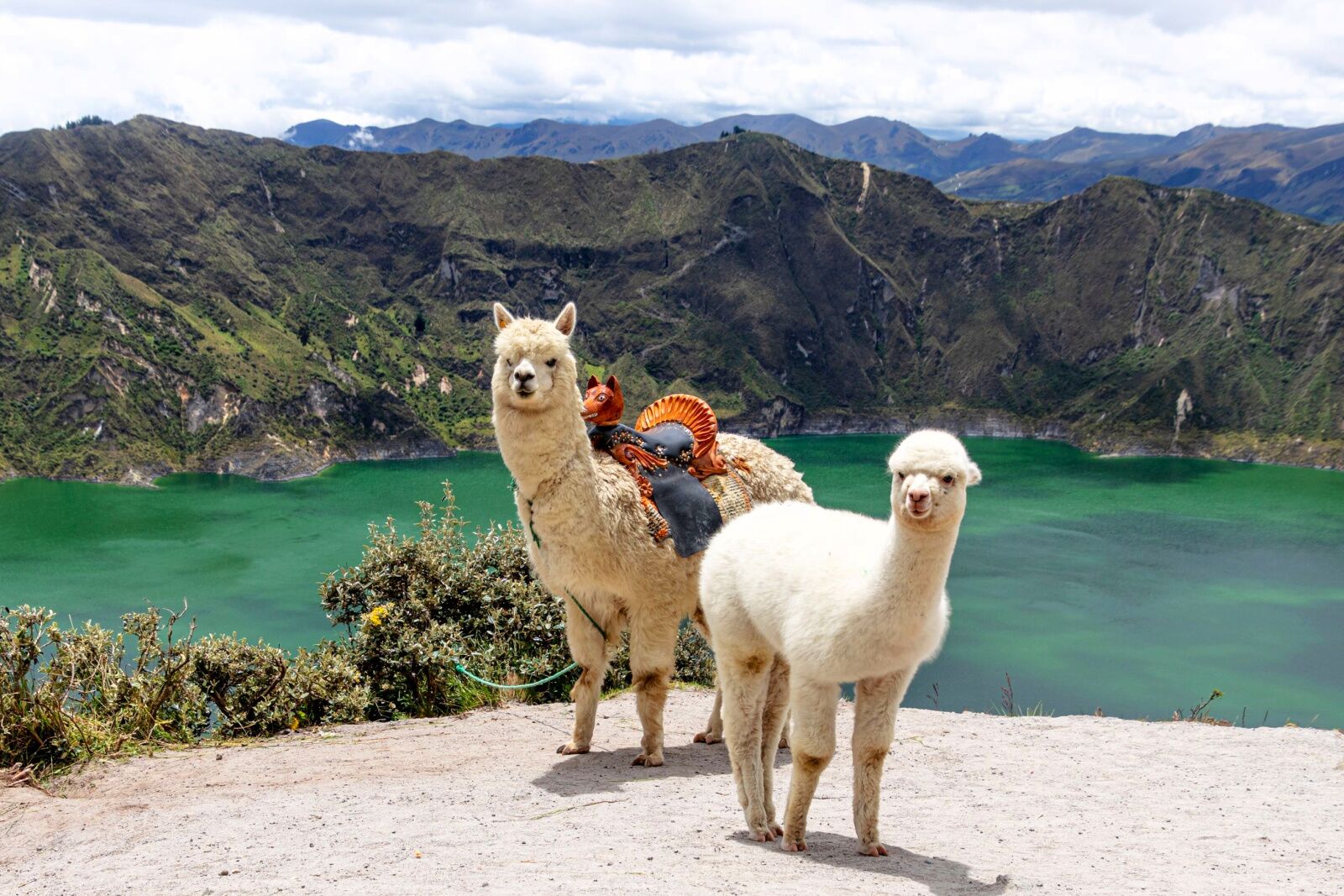 Quilotoa Lake Ecuador and alpacas