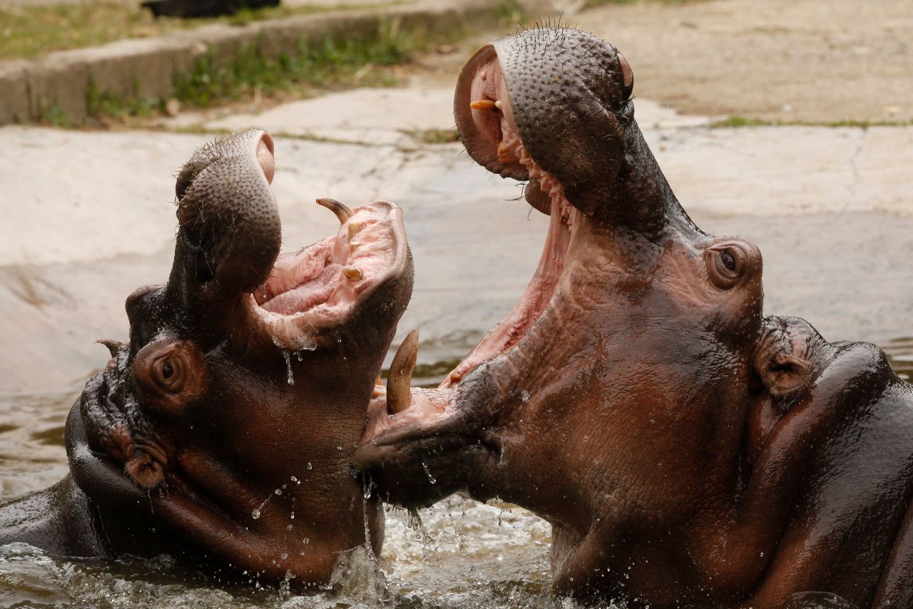 hippos in colombia, playing