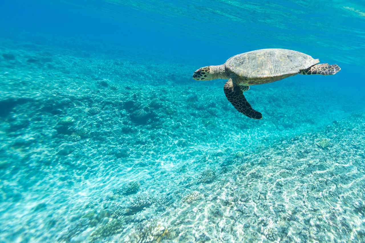 Sea,Turtle,(hawksbill,Turtle,-,Eretmochelys,Imbricata),Swims,In,Turquoise