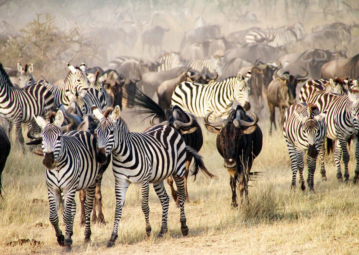 Watch Africa’s Great Migration on TikTok This Weekend