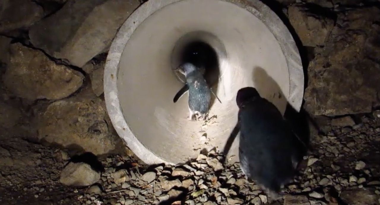 Nighttime photograph of penguins passing through a cylindrical wildlife crossing tunnel in New Zealand