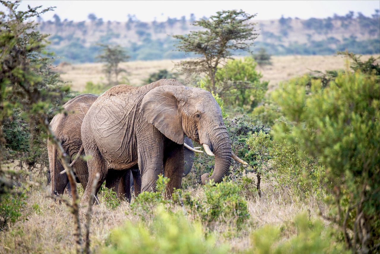 Elephants at El Karama in Kenya